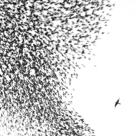 Wilco - Sky Blue Sky (Vinyl LP)