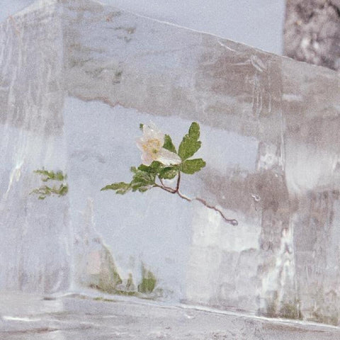 Efterklang - Windflowers [LP]