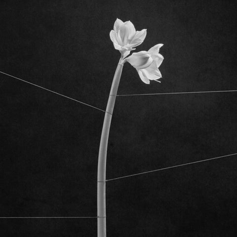 Trentemoller - Dreamweaver [LP]