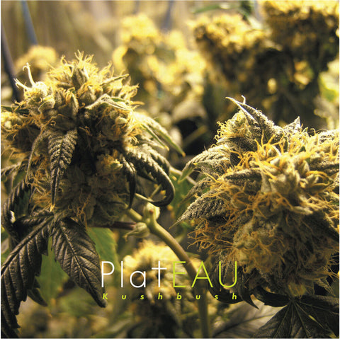 Kushbush [LP]