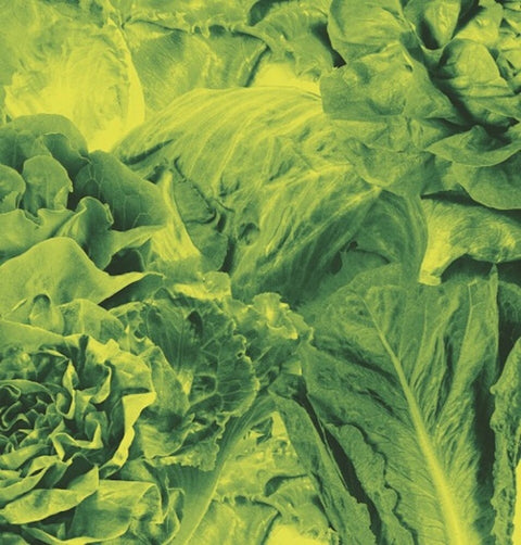 Lettuce - Monorail 3000 b/w Star Children [7inch Single]