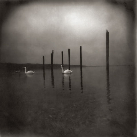 Om - Conference Of The Birds [LP]