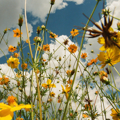 Tasha - You Are Spring - Yellow [Colored Vinyl] (Ylw)
