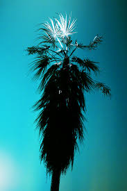 Buy a tree